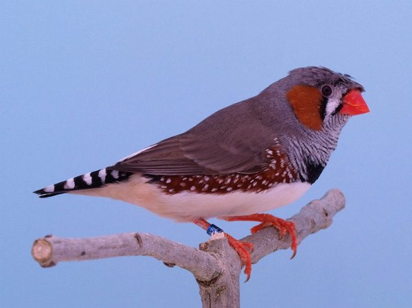 Kopie van Gekuifd grijsP1242685